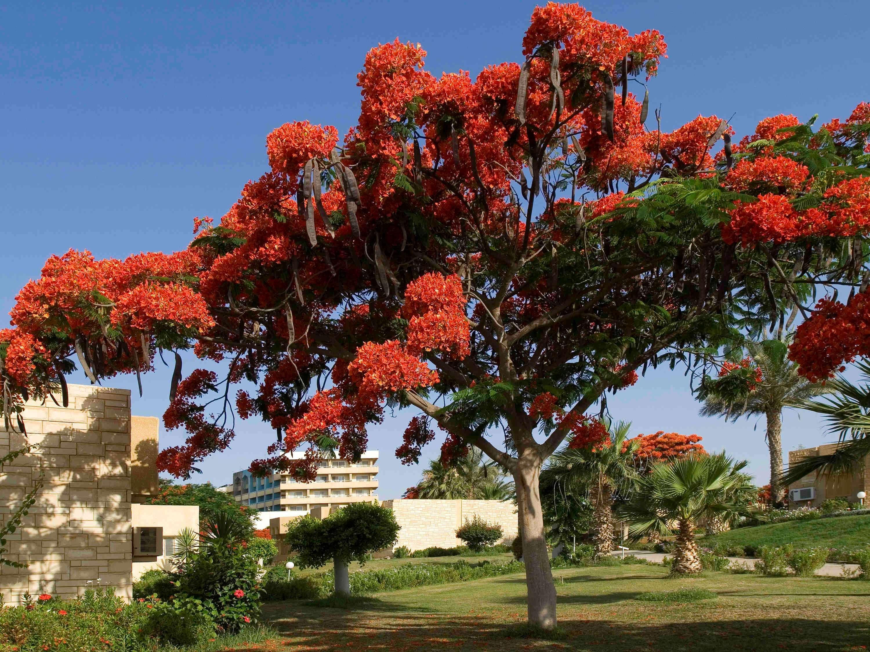 Mercure Ismailia Forsan Island Exterior photo